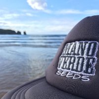 MANOVERDE SEEDS®(@manoverdeseeds) 's Twitter Profile Photo