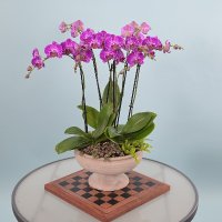 Hidden Door Floral Studio(@HDFloralStudio) 's Twitter Profile Photo