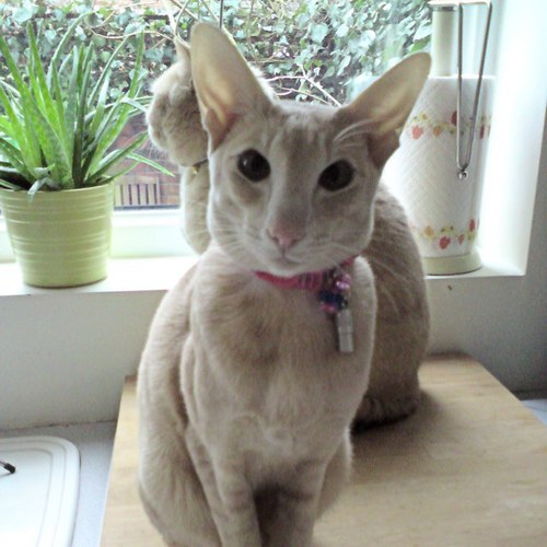 SaffiMunchkin's profile picture. Hi my name is Saffi Munchkin and I am a total nutcase. My main hobby is stealing leather gloves while giving my equally mental brother a good beating!!