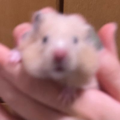 Huhuさんのプロフィール画像