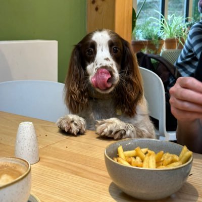 Mum to Katie #springerspaniel, Bonnie the #romyrescue & human bro Kyle. Veggie, gym bunny 🐰Katie models for @dogdeskaction #TeamDogDesk. Lefty👈🏼 but not woke