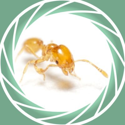 🧑💻 🐜📸 趣味がアリとカメラの情報工学B2|AI駆動開発|マクロ撮影|アリ飼育|cctv虫の目 #SnapWithLAOWA 📷:E-M1 Markll #アリ飼育記録アプリ開発|同定勉強中 |⚡️開発アカウント @gigun_dev ⚡️