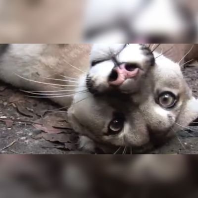 tovika902's profile picture. 