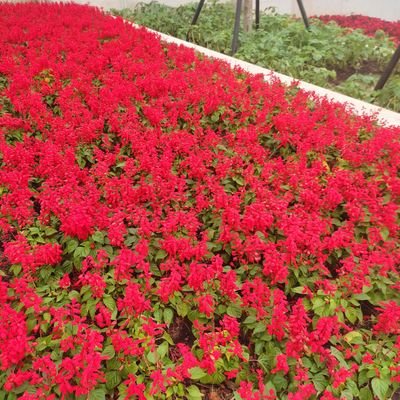 Haidongnai1990's profile picture. ZLCLM6DQ