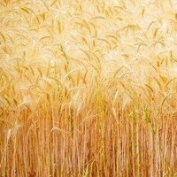 Bazarov (@kzlorphe) Twitter profile photo