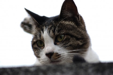 tom_ic's profile picture. 食いだおれの街で生まれ育った24歳。
欧米の自由な働き方に憧れ現在は休みをエンジョイ中。
晴れた日は愛車のTREK FX 7.3で近所をサイクリング。
雨の日はスタバのラテを飲みながら読書を楽しむ。
あと、映画もよく見に行きます！
前職は不動産業界。現在はWeb業界を目指しています。