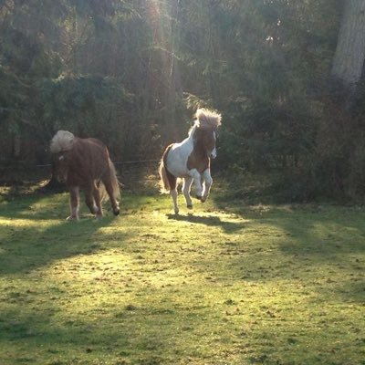 Proud liberal resister, Rescue dog & Icelandic Horse lover. Favorite Aunt and happy old wife who lives on a beautiful island in the Salish Sea.