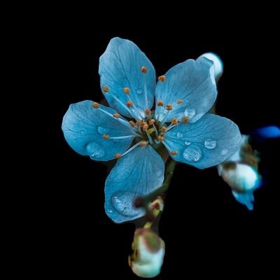 Loudann4's profile picture. 