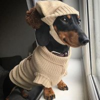 Dachshund Club(@DachshundClub1) 's Twitter Profile Photo