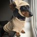 Dachshund Lover Club (@dachshundclub1) Twitter profile photo Dachshund Lover Club (@dachshundclub1) Twitter profile photo
