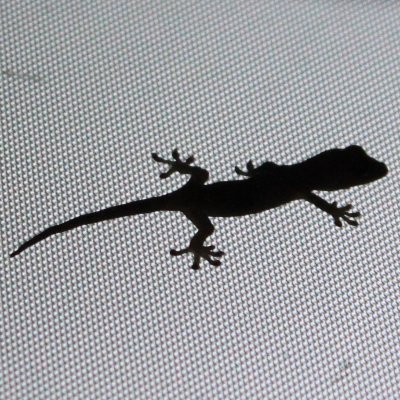 とれいみさんのプロフィール画像