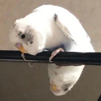 久世 (@dosto_f_love) 's Twitter Profile