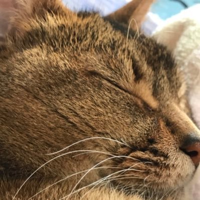 成人済み。自他ともに認めるコレクター。フルコンプ派。ネオロマンス全般が好き。アンジェリーク神鳥の守護聖LOVEです。刀剣乱舞は、いち兄と粟田口、左文字兄弟。腐入っています。マルセル様のドット絵のアイコンは、RIN様(@Rin7sub)に描いていただきました。スラム初心者🔰の民