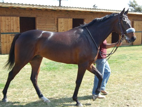 Apasionado del turf y de los caballos