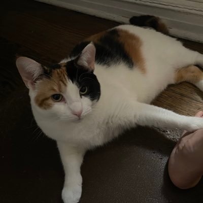 Jumpandstart's profile picture. I am Japanese live in New York. Love animals❤️ 🇺🇦