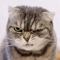 Lam_ChorLeung (@lchorleung) 's Twitter Profile