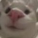 Blender Modeler, Texture designer, Voice actor, occasionally.
