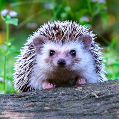 If You Love #hedgehog follow us 💕
DM your Best Photos 💝
DM FOR credits / removal ©️