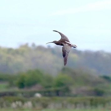 Volunteers working in their local community to help curlew survive and thrive.  Registered Charity No 1201723.