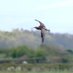 Curlew Recovery South Lakes (@CurlewSLakes) Twitter profile photo