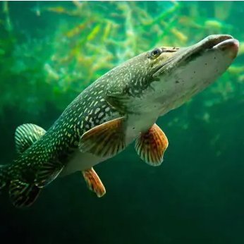 Fishhints's profile picture. I like fish.
Skin collector.
Katocrafts best!