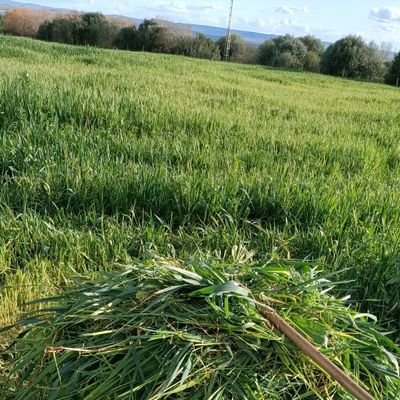 Trabajando para la conservación de suelos agro - forestales, mejorando la estructura física, química y biológica del suelo, aplicando biotecnología y laboreo.