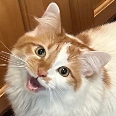 Sci-fi fan, https://t.co/q4MLOHaVZK architect/admin/developer, retired conrunner & @twincitiesgeeks contributor. Opinions are only his. Mostly cat photos. He/Him