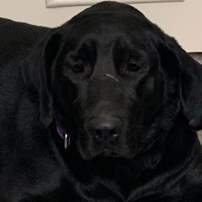 spellbr82112730's profile picture. Iam what iam