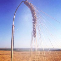 Buğday adam (@bugdayadam) Twitter profile photo