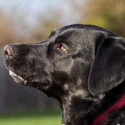 Dog mum to Poppy who is a gorgeous Cornish Black Labrador 🐾🖤