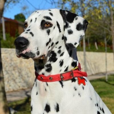 icebl00d's profile picture. 