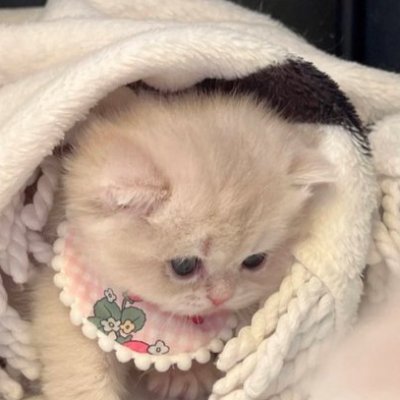 summerb03986315's profile picture. ℑ 𝔞𝔪 𝔞 𝔠𝔞𝔫𝔠𝔡𝔯 𝔦 𝔞𝔪 𝔞 𝔠𝔯𝔢𝔢𝔭 
                       ℑ 𝔞𝔪 𝔱𝔥𝔢 𝔟𝔩𝔞𝔠𝔨 𝔰𝔥𝔢𝔢𝔭