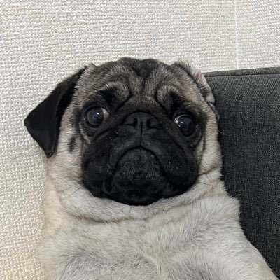 pugnoapollo Profile Picture