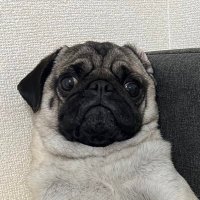 パグのアポロ🐶🍫🍓(@pugnoapollo) 's Twitter Profile Photo