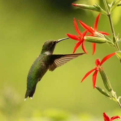 Assoc. Prof. of Biology (Butler U., Indiana) evolutionary ecology, phenotypic plasticity, butterfly wing patterns, birds & herps, prairie ecology. Views my own.