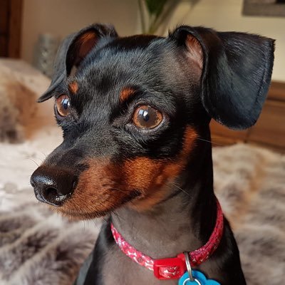 Jewelry designer and owner of an EtsyShop LA BOITE À CASSIDE. My Mini Pinscher Stanley is my work supervisor. My creativity can be improved with a glass of wine