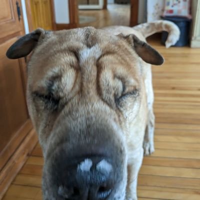 spacedragon421's profile picture. 