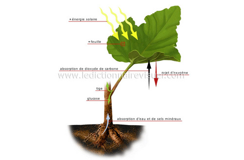 I am the process in plants and other organisms by which carbohydrates are synthesized from carbon dioxide and water using light for energy.