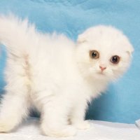 Cat's愛 管釣り３年生 (@catsai69_0292) Twitter profile photo