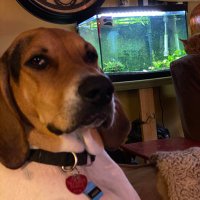 Angus (@anguscoonhound) 's Twitter Profile