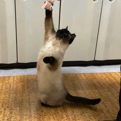 MooriQuuuuuuXさんのプロフィール画像