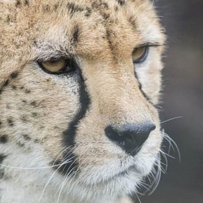 AngeleneRos's profile picture. Angel. What's more beautiful than a world full of zero unfed.Malaysia.