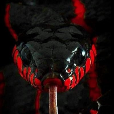blazermamba's profile picture. 