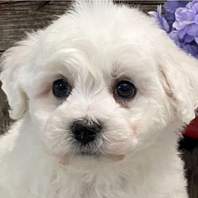 Bichon Frise born on December 17, 2022. DMs will be deleted. No lists. Proud new member of the Zombie Squad! #ZSHQ RaaAAaa! Will chase Squirrels!🩵