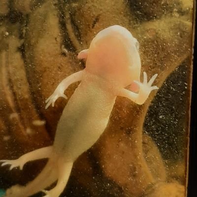 Ribos⛤さんのプロフィール画像