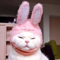 Apollo (@apodeicticp) 's Twitter Profile