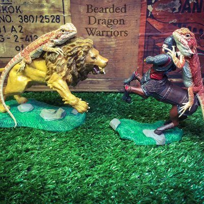 futoagothai's profile picture. タイ🇹🇭最大🦎 #フトアゴヒゲトカゲ 専門店日本Official🇯🇵｜特殊モルフ育成とクオリティ追求で獣医と提携｜タイ爬虫類ネットワークに強み🦜・🐍・🐢｜一人一人のみなさま長いお付き合いを目指してます｜タイのお店来店時は完全予約制です（英語通訳サポート有）｜お問合せはDM📩にて