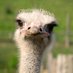 Obvious Ostrich (@ObvioussOstrich) Twitter profile photo