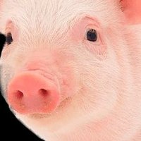 RAFael Seiler (@r_s____________) 's Twitter Profile