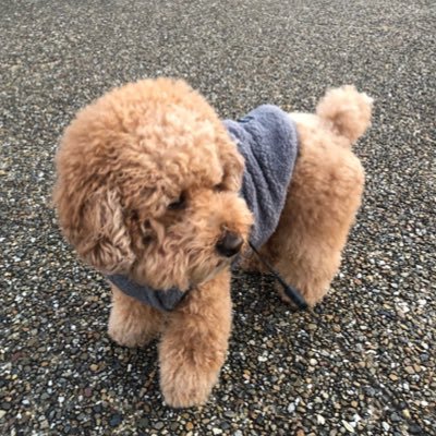 1108Sakusaku's profile picture. 